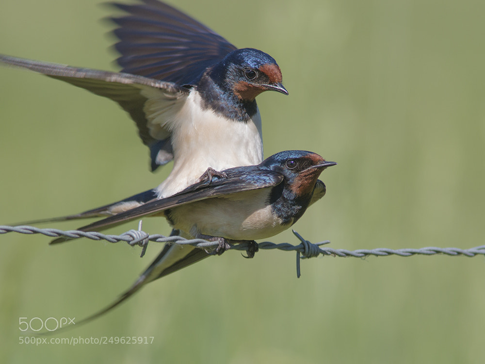 Canon EOS 70D sample photo. Boerenzwaluw /  barn swallow photography