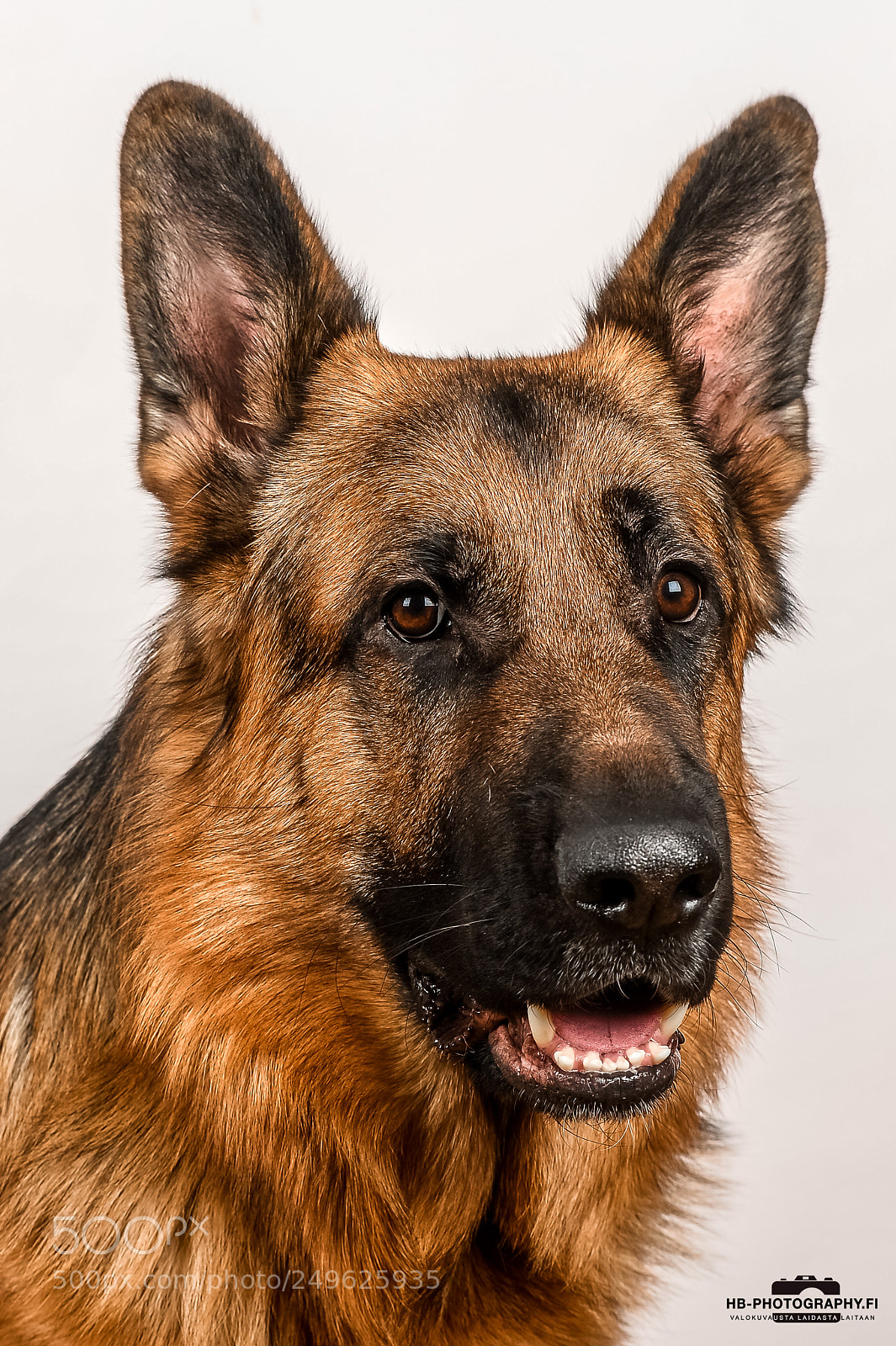 Nikon D4 sample photo. My own dog 2 year photography