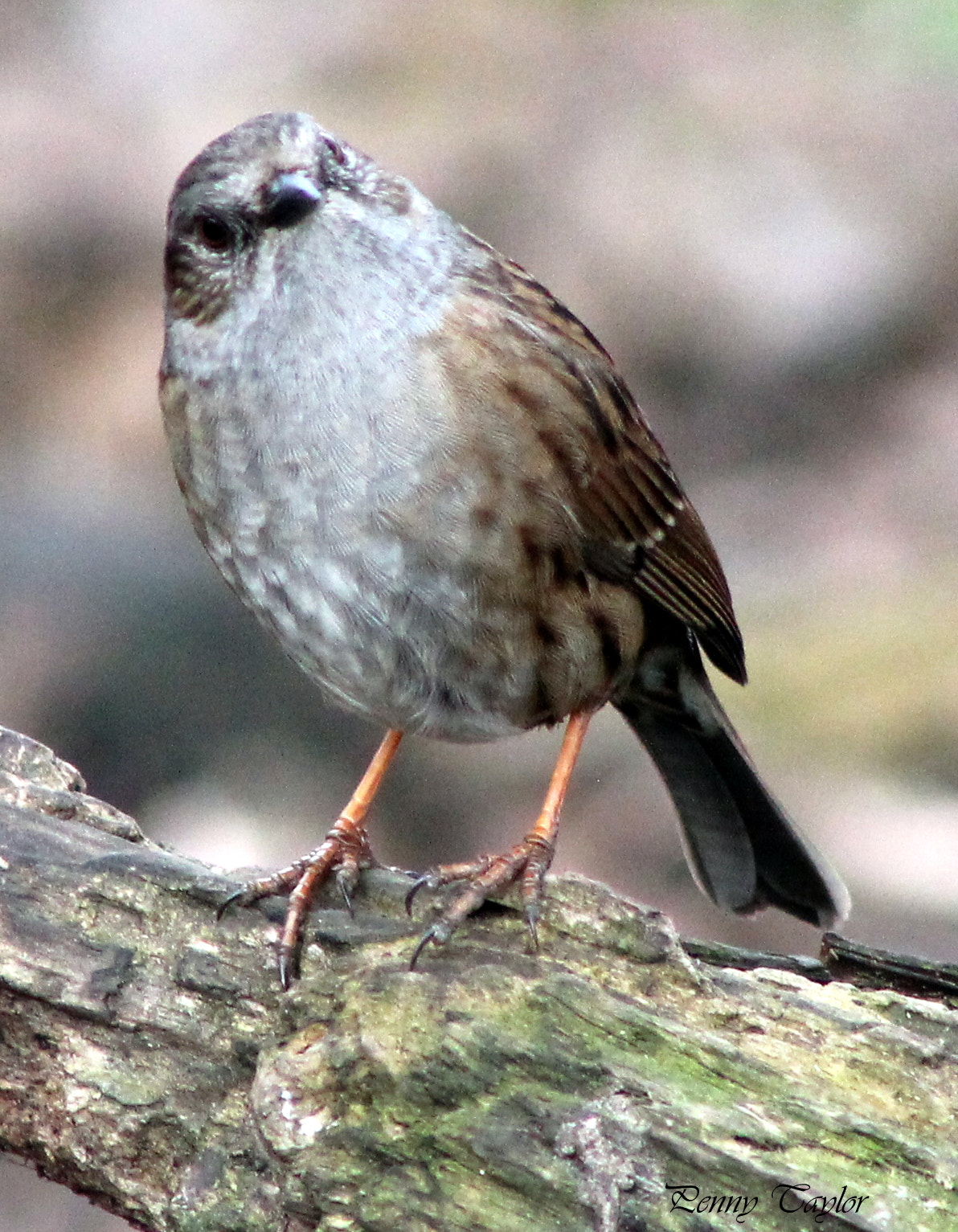 Canon EF 75-300mm f/4-5.6 sample photo. Dunnock photography