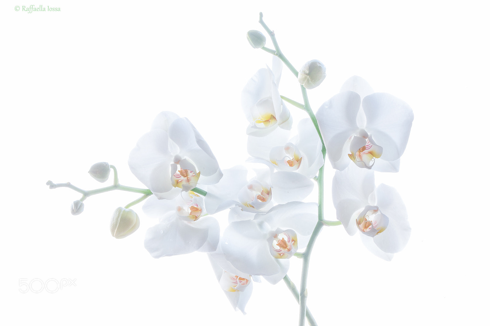 Canon EOS 70D sample photo. Phalaenopsis photography