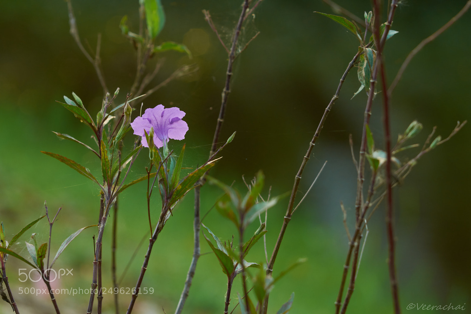Nikon D7200 sample photo. Ruellia humilis photography