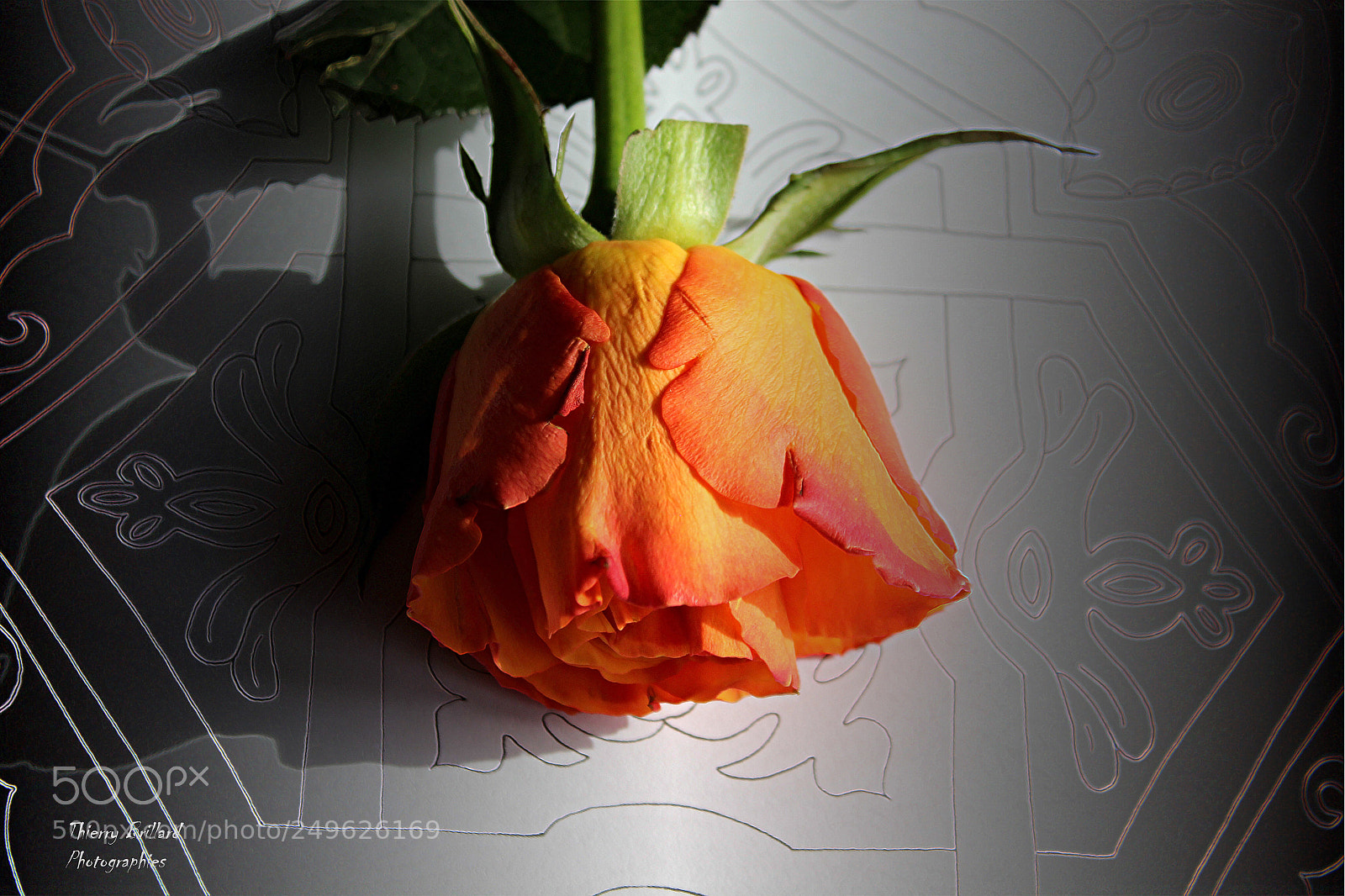 Canon EOS 600D (Rebel EOS T3i / EOS Kiss X5) sample photo. Rose orange photography