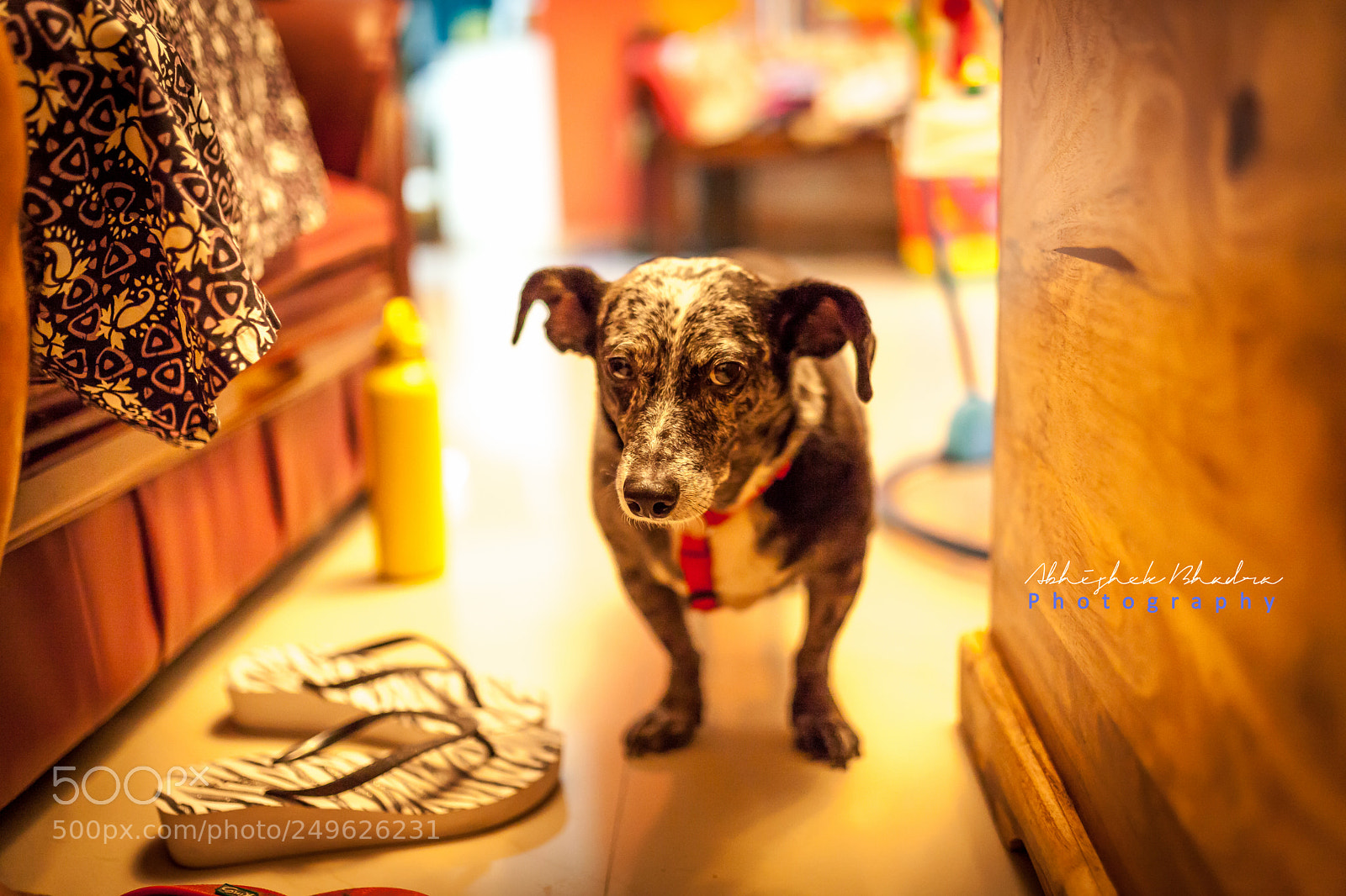 Canon EOS 5D Mark II sample photo. The obedient one photography