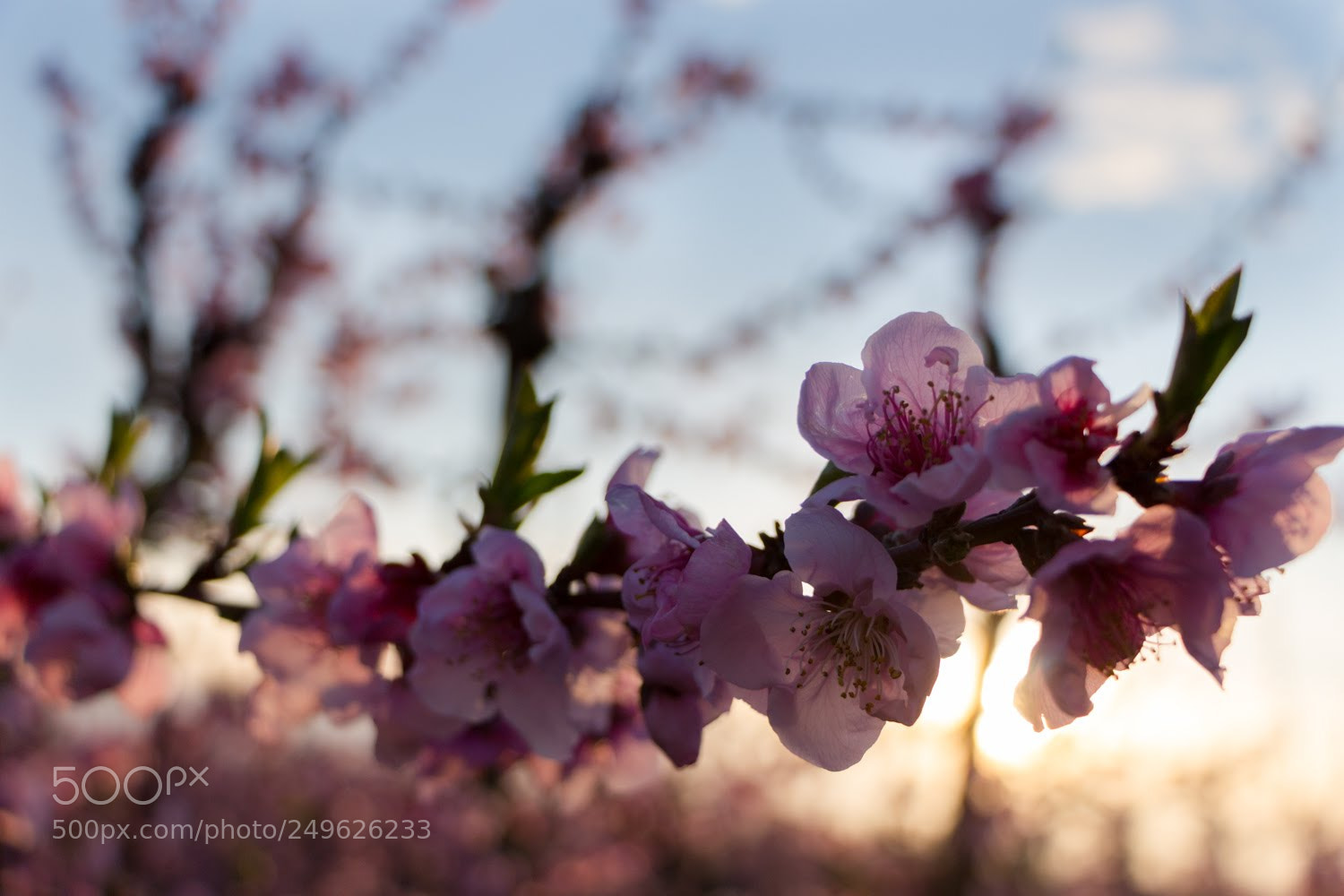 Canon EOS 700D (EOS Rebel T5i / EOS Kiss X7i) sample photo. Flowers and sunset photography