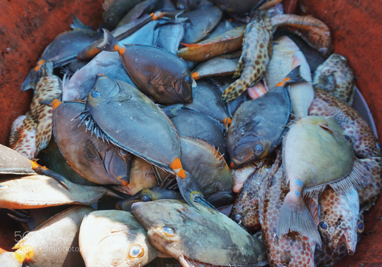 Sony a6000 sample photo. “ catch of the day,” photography