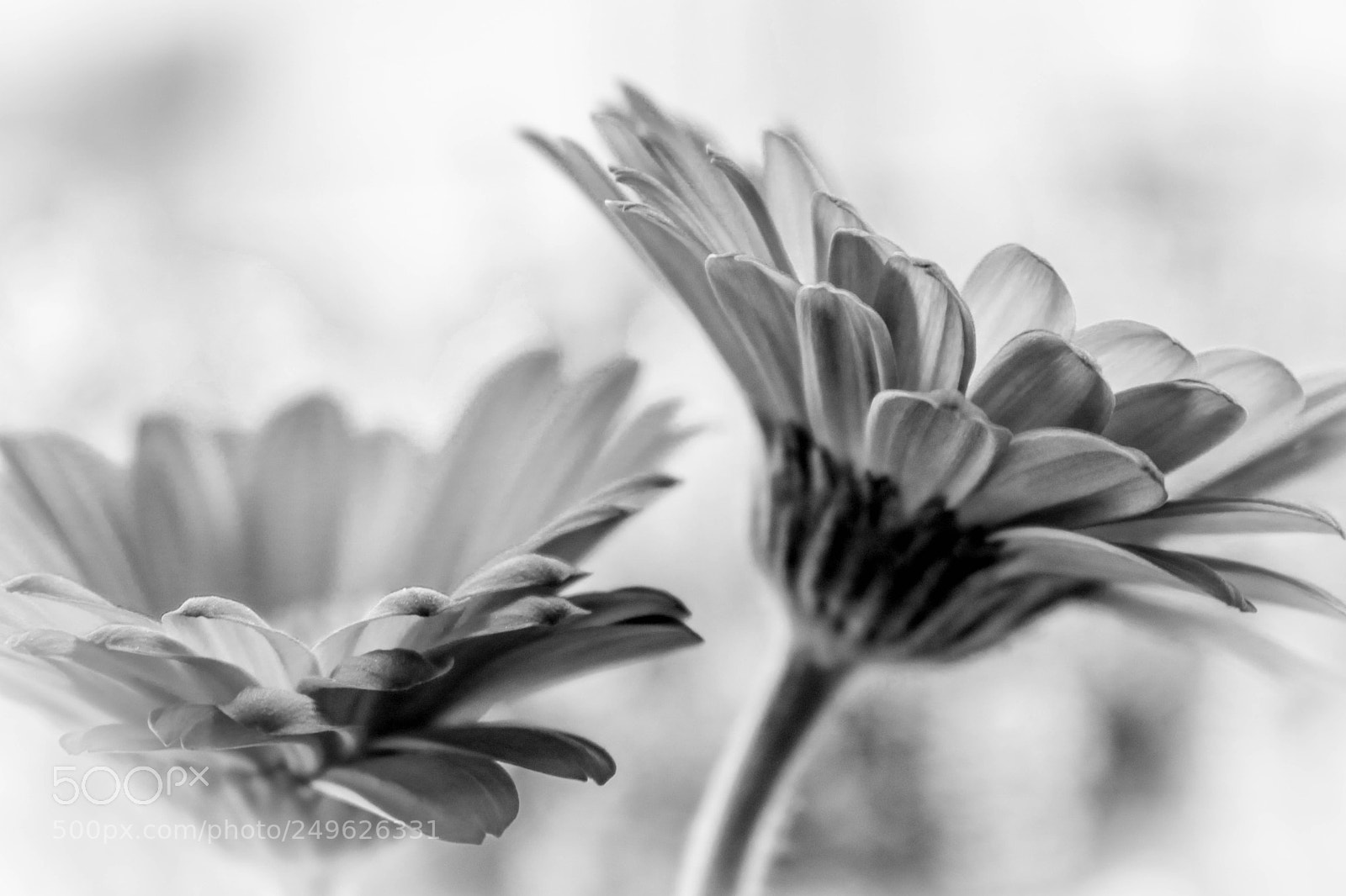 Canon EOS 750D (EOS Rebel T6i / EOS Kiss X8i) sample photo. Zarte blüten... photography