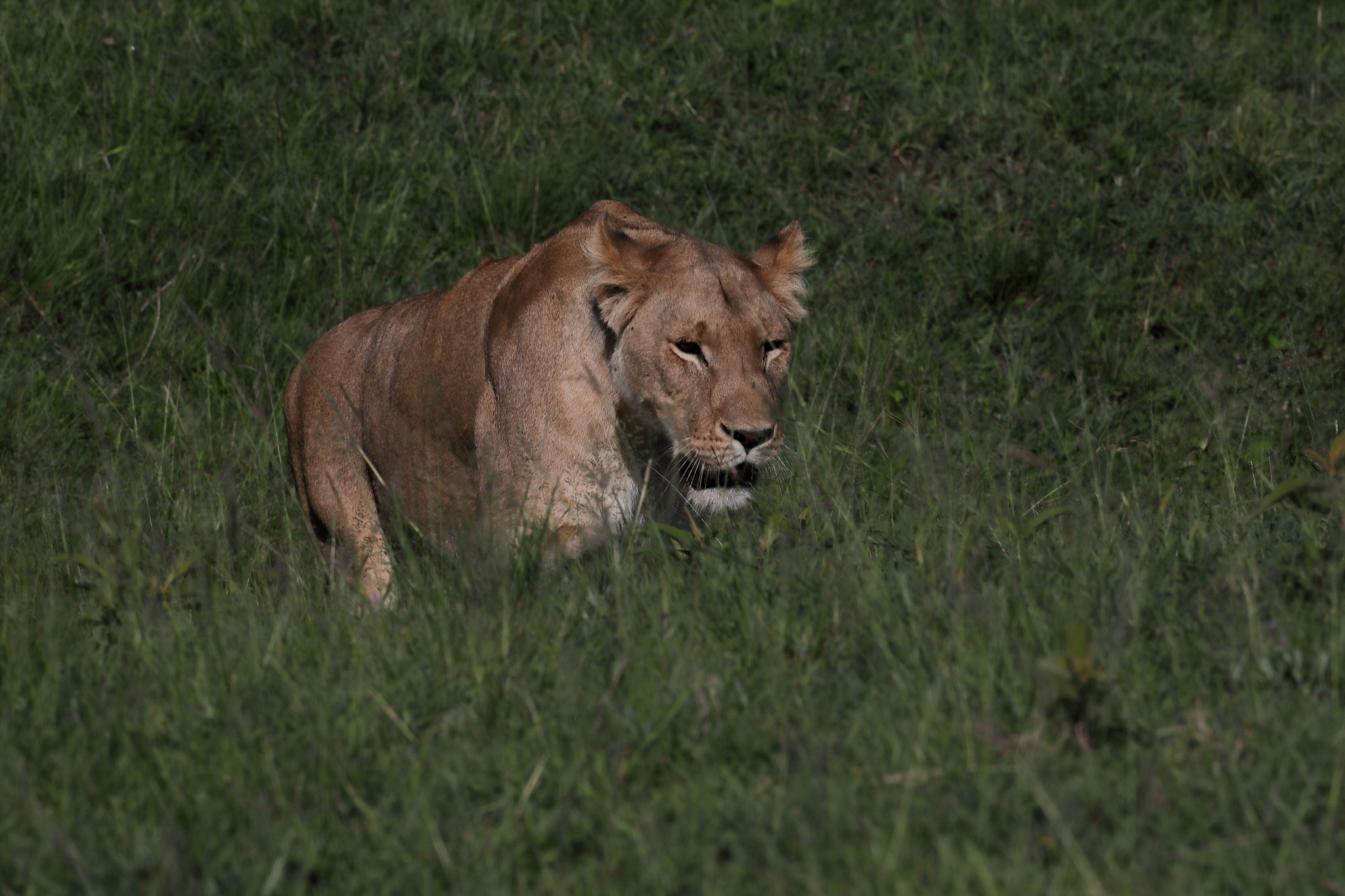 Canon EF 500mm F4L IS USM sample photo. Lioness photography