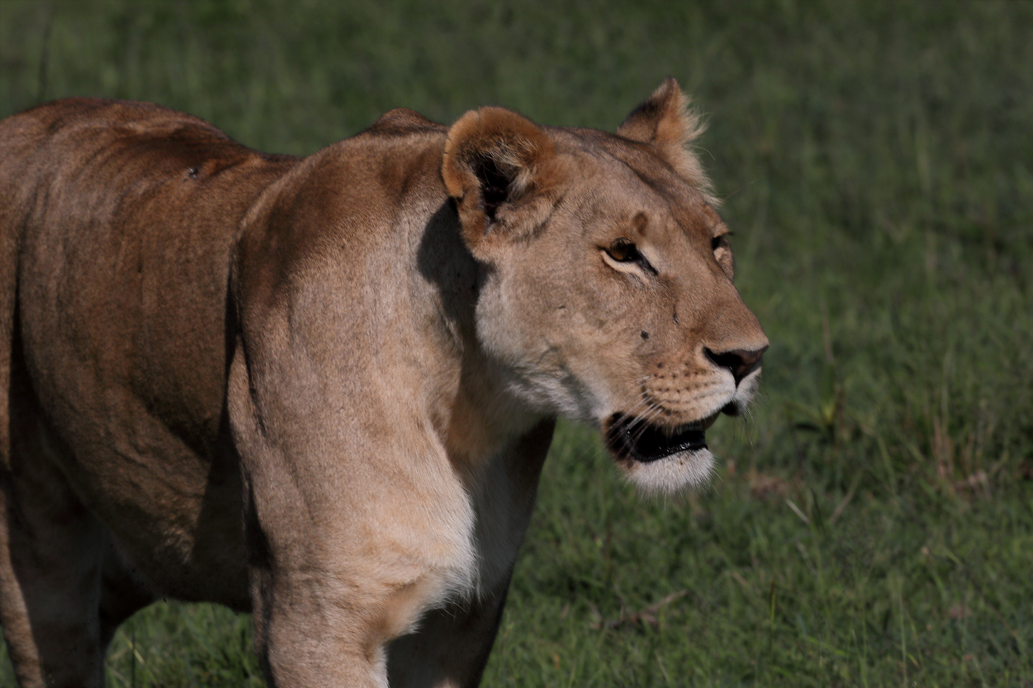 Canon EF 500mm F4L IS USM sample photo. Lioness photography