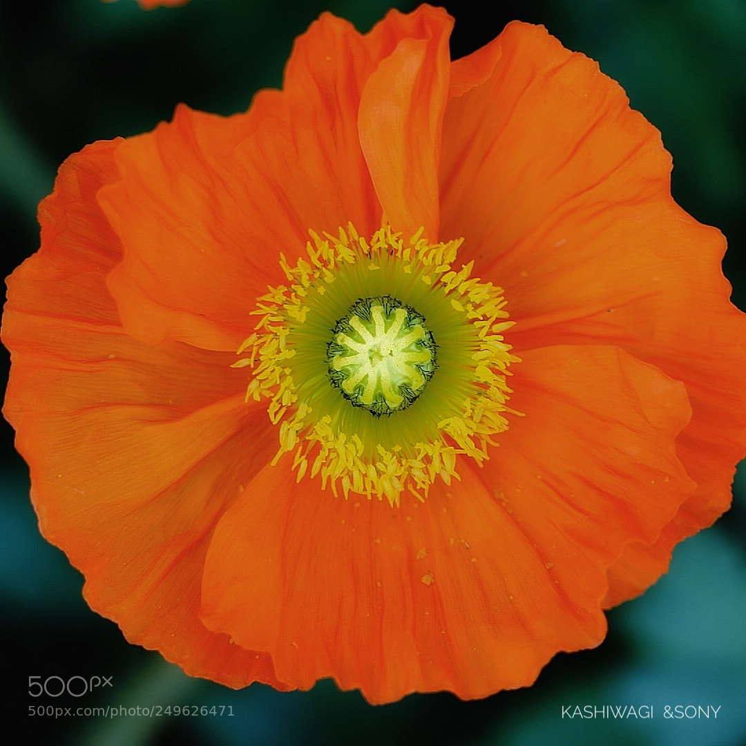 Sony a7 II sample photo. Poppy season at the photography