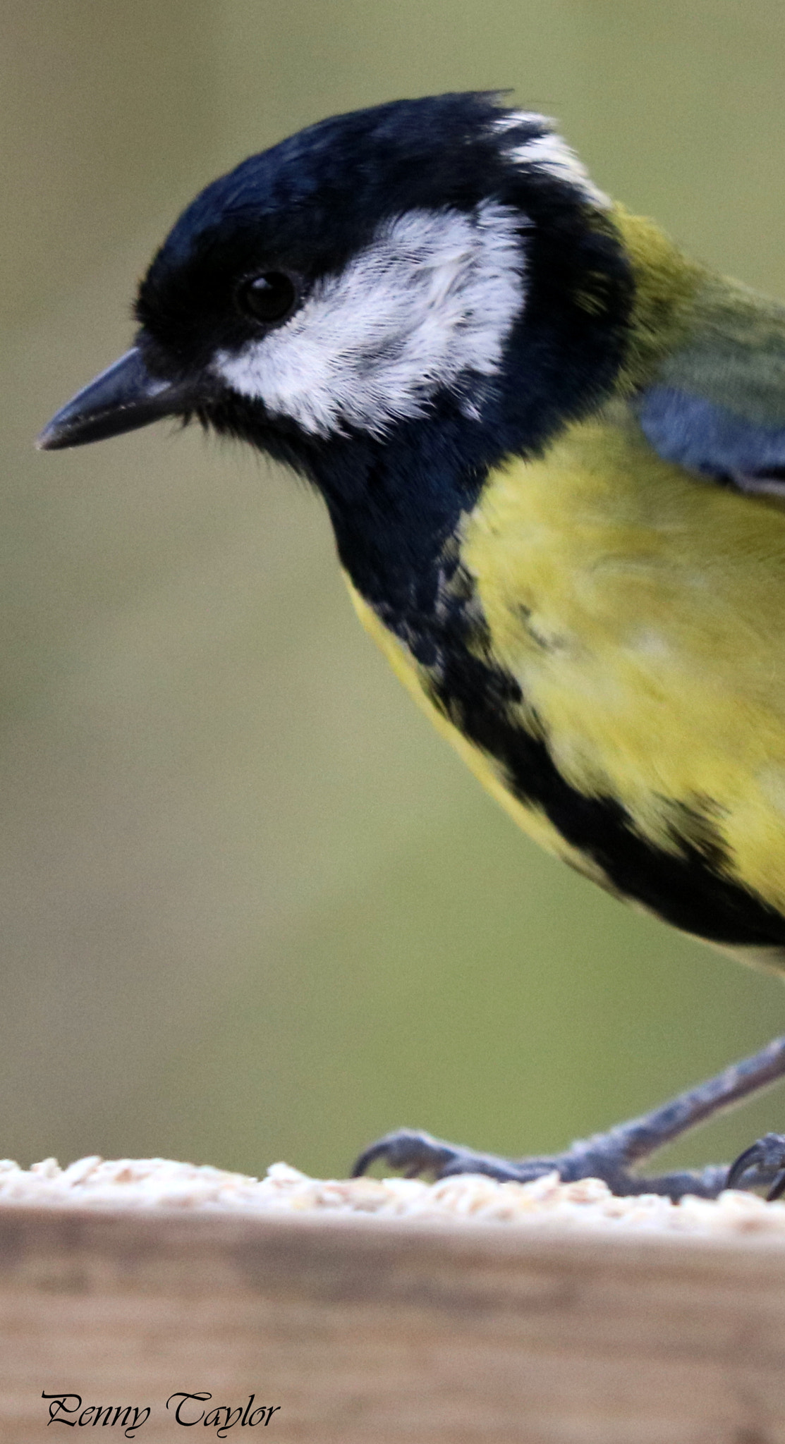 Canon EF 70-300 F4-5.6 IS II USM sample photo. Great tit photography