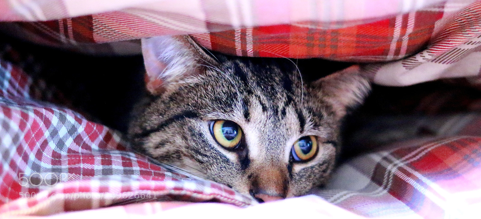 Canon EOS 70D + Canon EF 50mm F1.8 STM sample photo. Burrowing photography