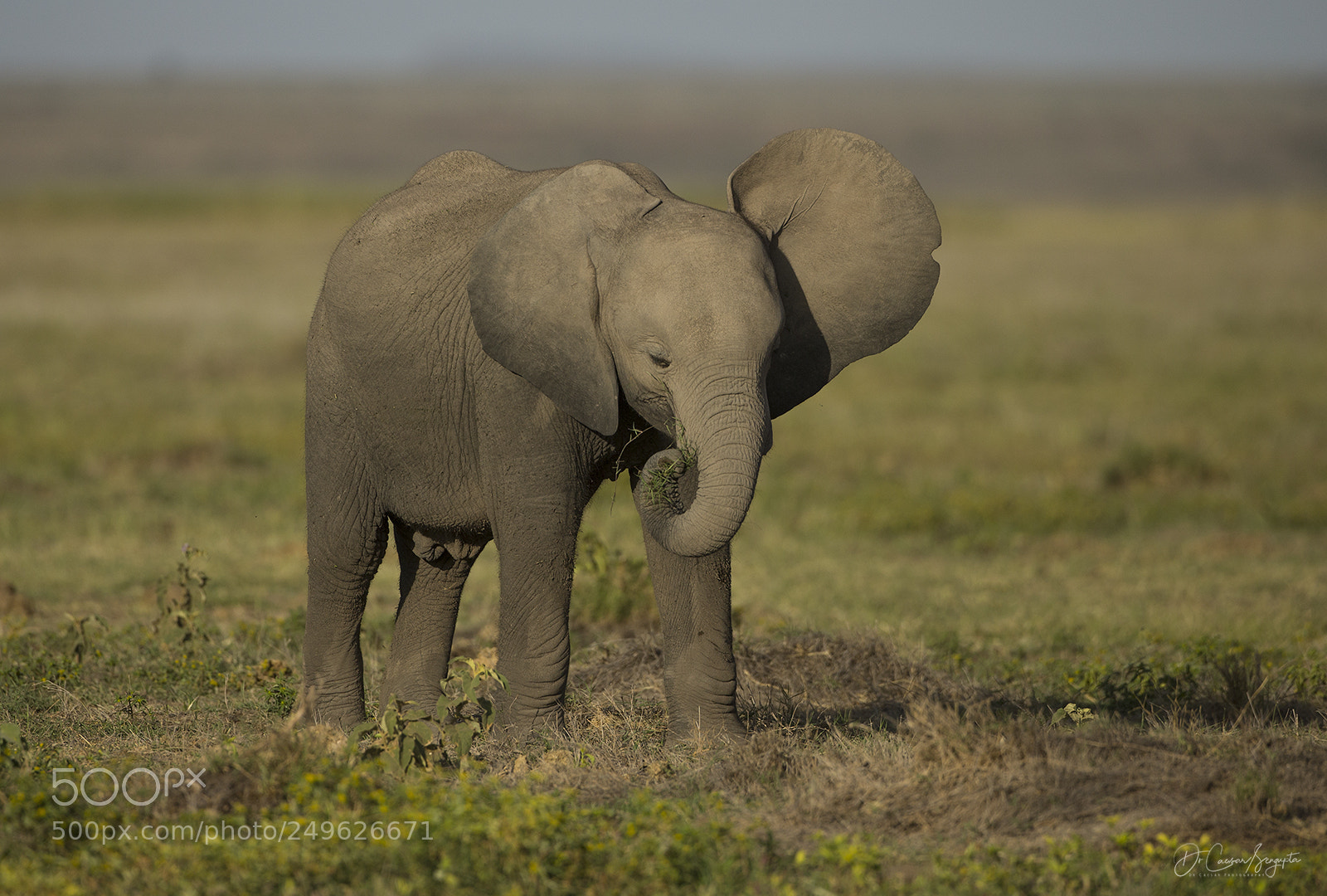 Canon EOS-1D X sample photo. Elephant calf photography