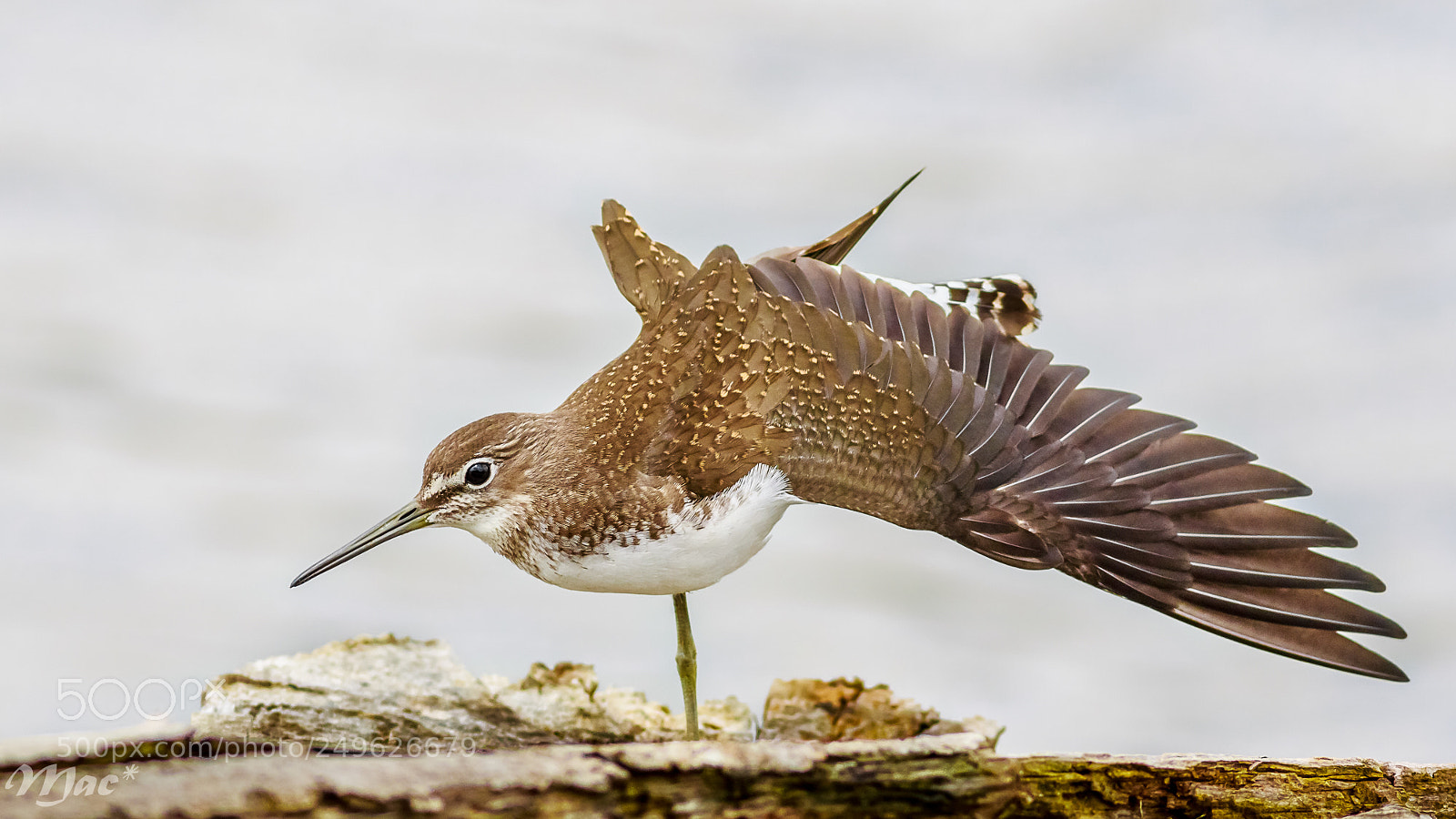 Canon EOS 7D Mark II sample photo. Green sandpiper stretching photography