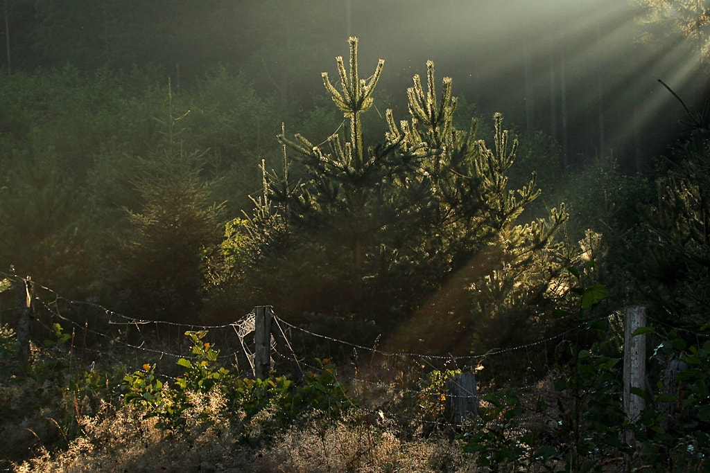 Canon EOS 600D (Rebel EOS T3i / EOS Kiss X5) sample photo. . photography