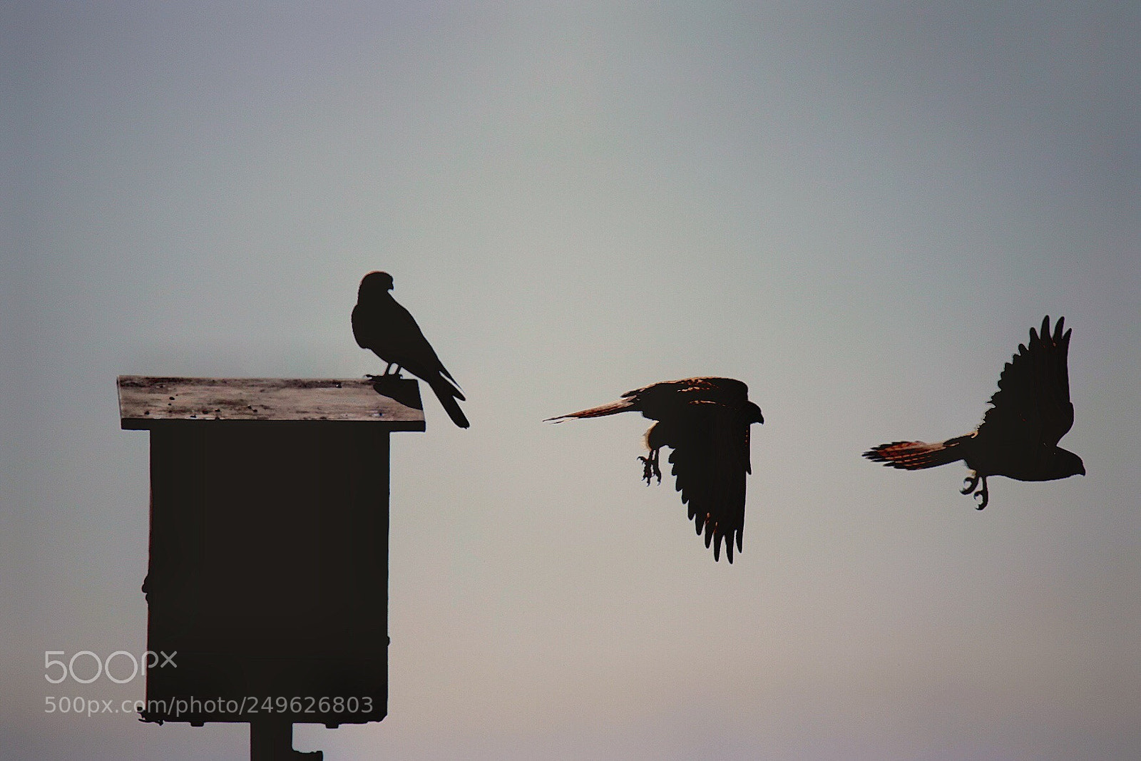 Canon EOS 750D (EOS Rebel T6i / EOS Kiss X8i) sample photo. Untitled photography