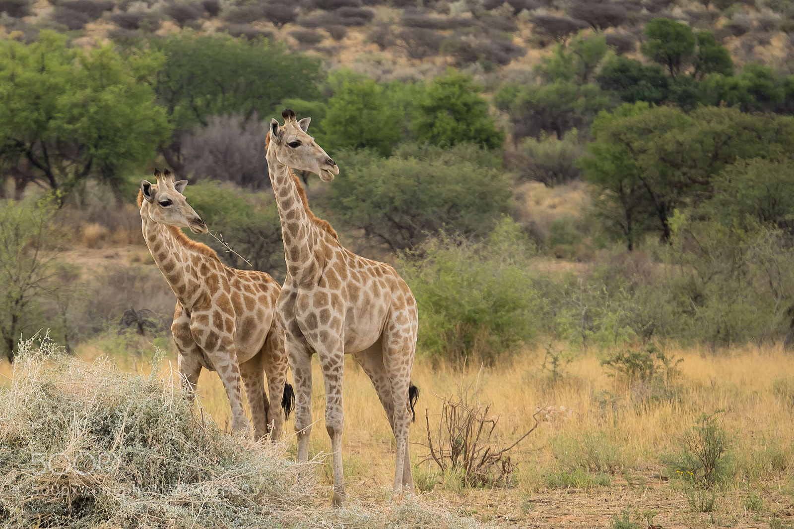 Olympus OM-D E-M1 sample photo. Giraffes having dinner photography