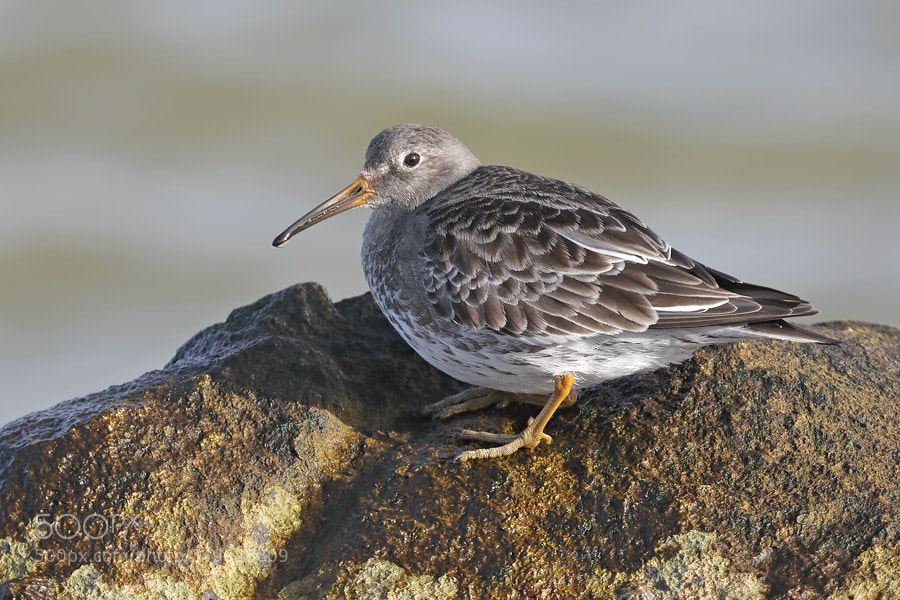 Canon EOS 7D Mark II sample photo. Purple sandpiper photography