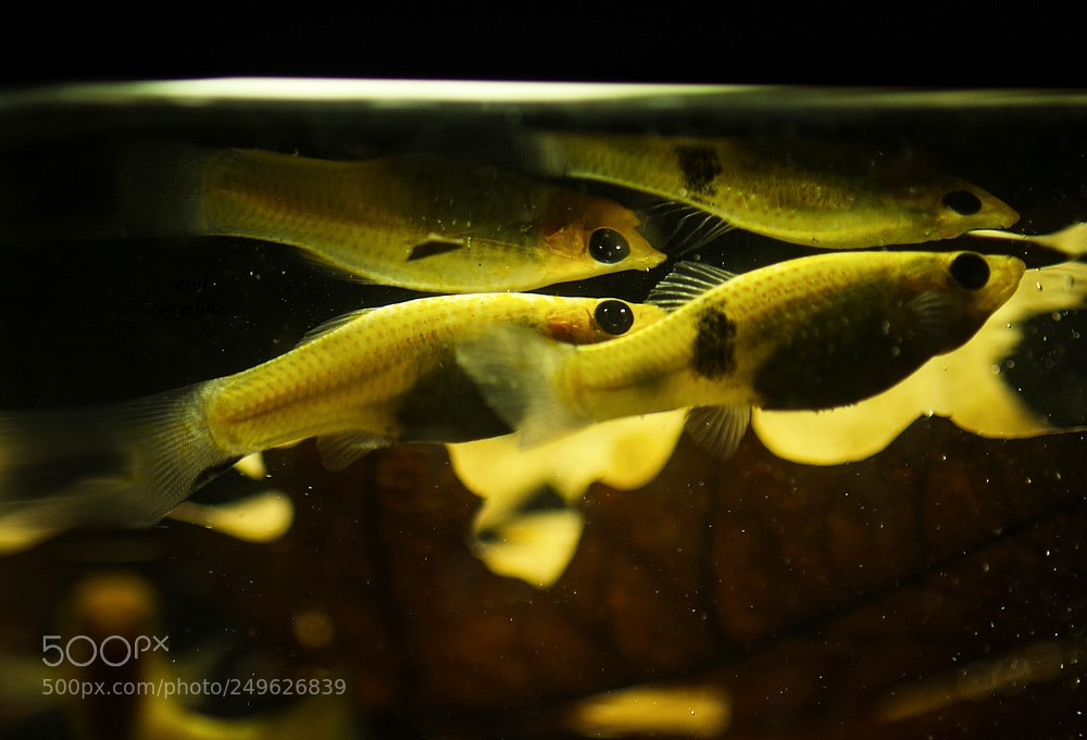 Pentax K-5 sample photo. Fish photography