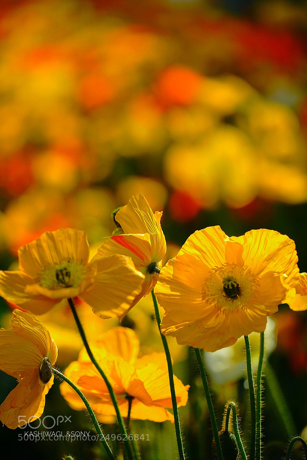 Sony a7 II sample photo. Poppy season at the photography