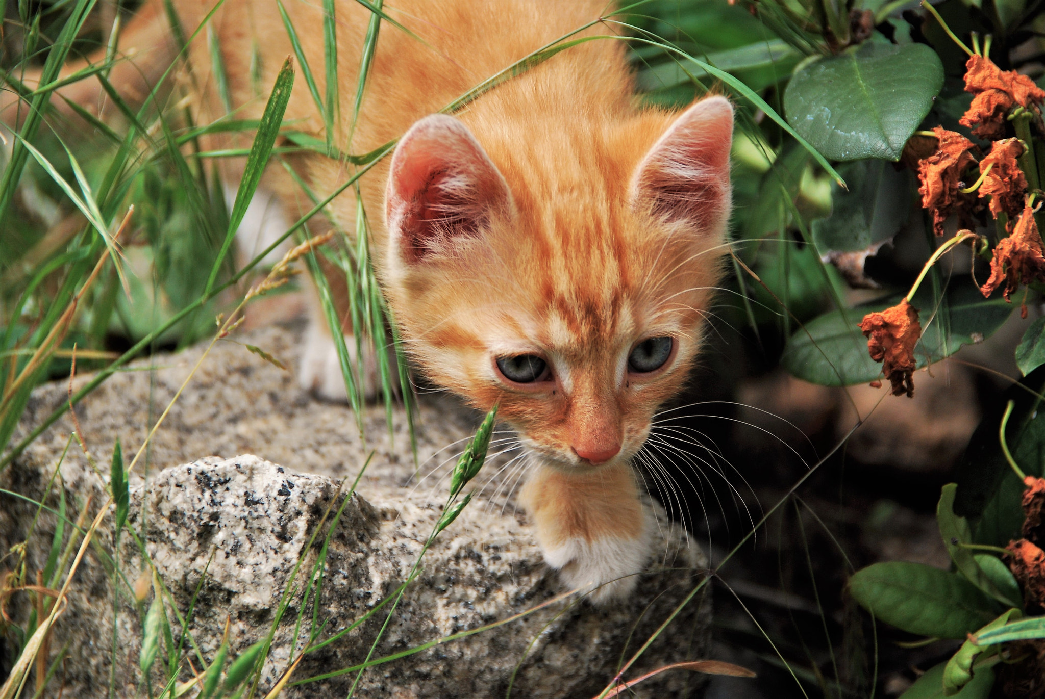 Nikon D40X sample photo. Curious cat photography