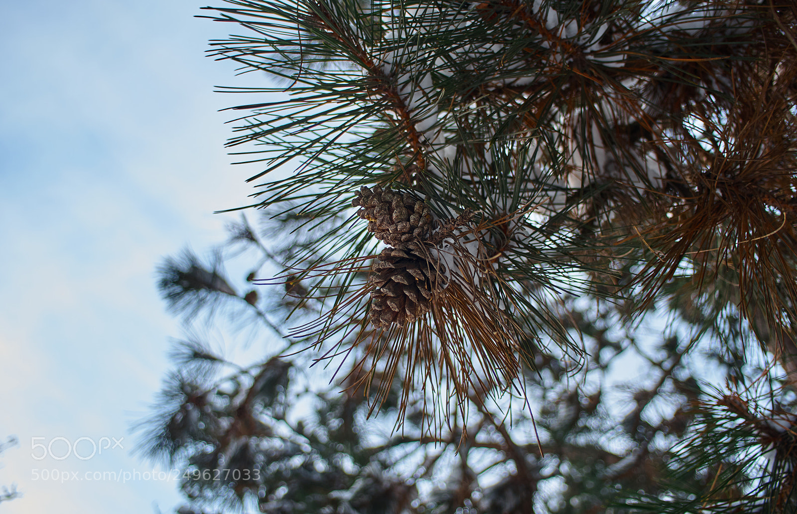 Pentax K-5 II sample photo. Pine cones photography