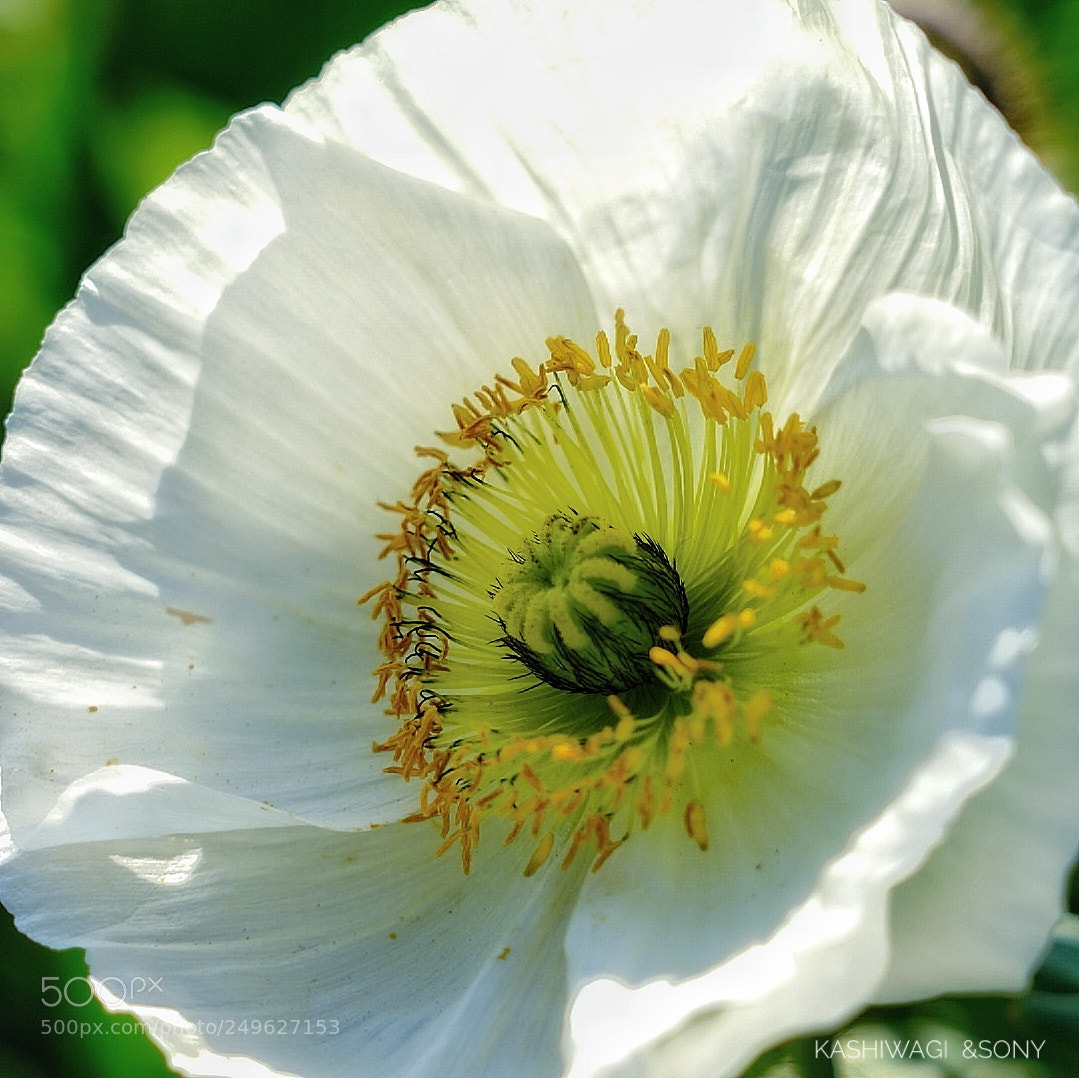 Sony a7 II sample photo. Poppy season at the photography