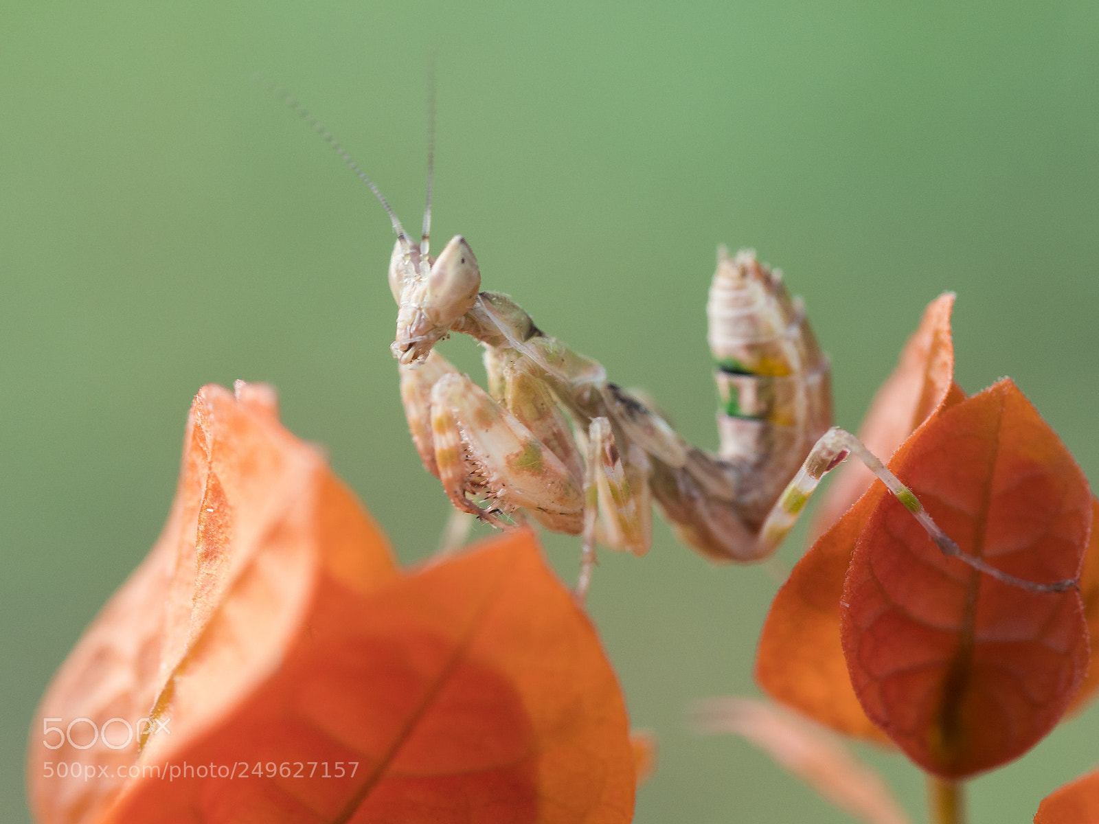 Olympus PEN-F sample photo. Flower mantis photography