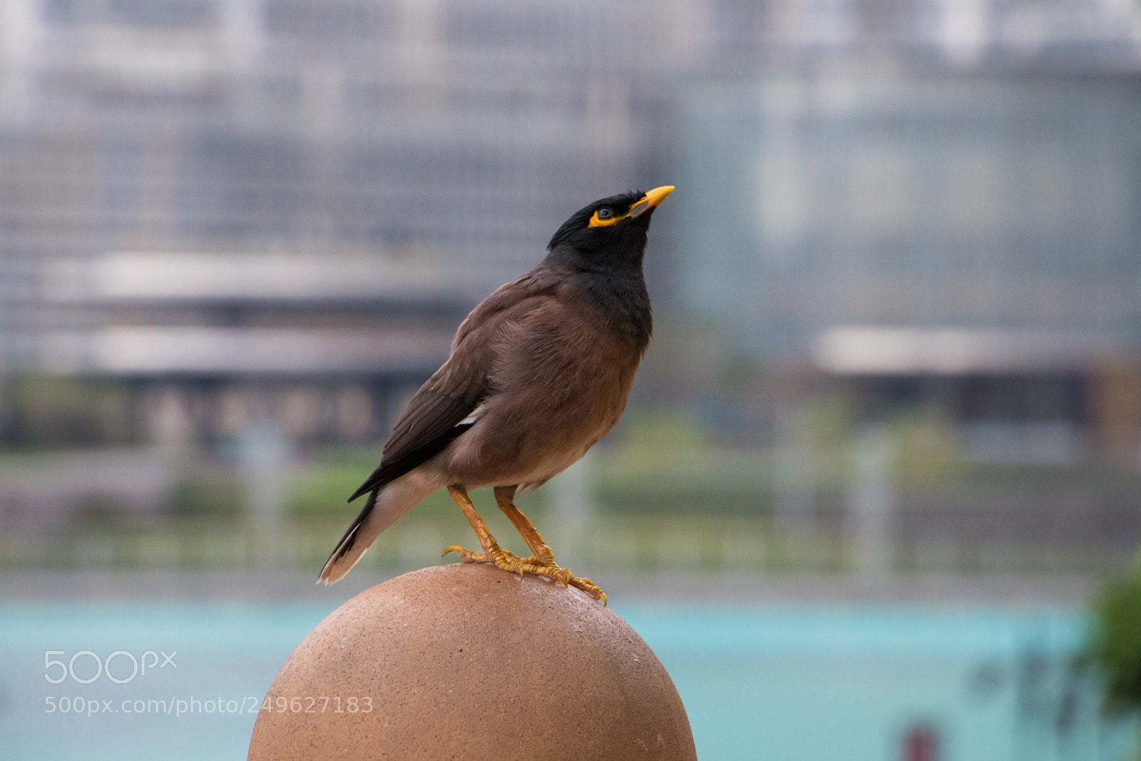 Canon EOS 70D sample photo. A bird in the photography