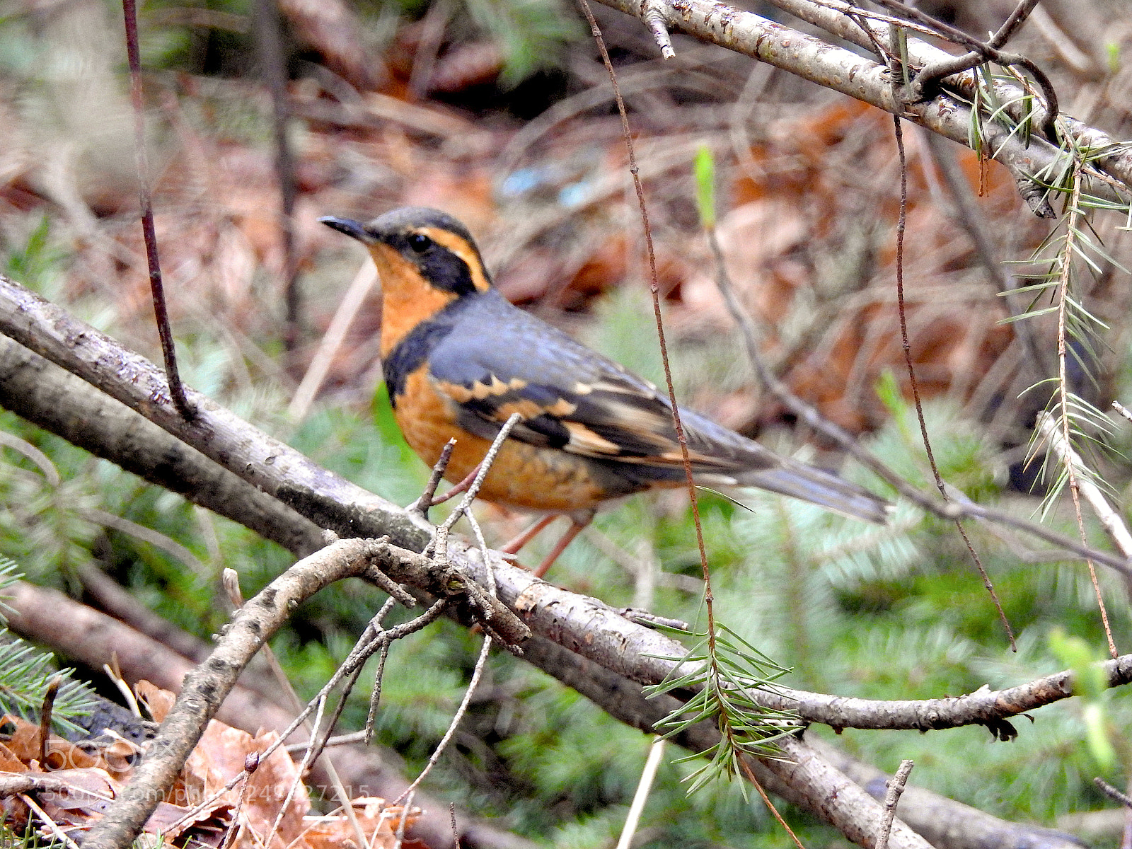 Nikon Coolpix P900 sample photo. Varied thrush photography