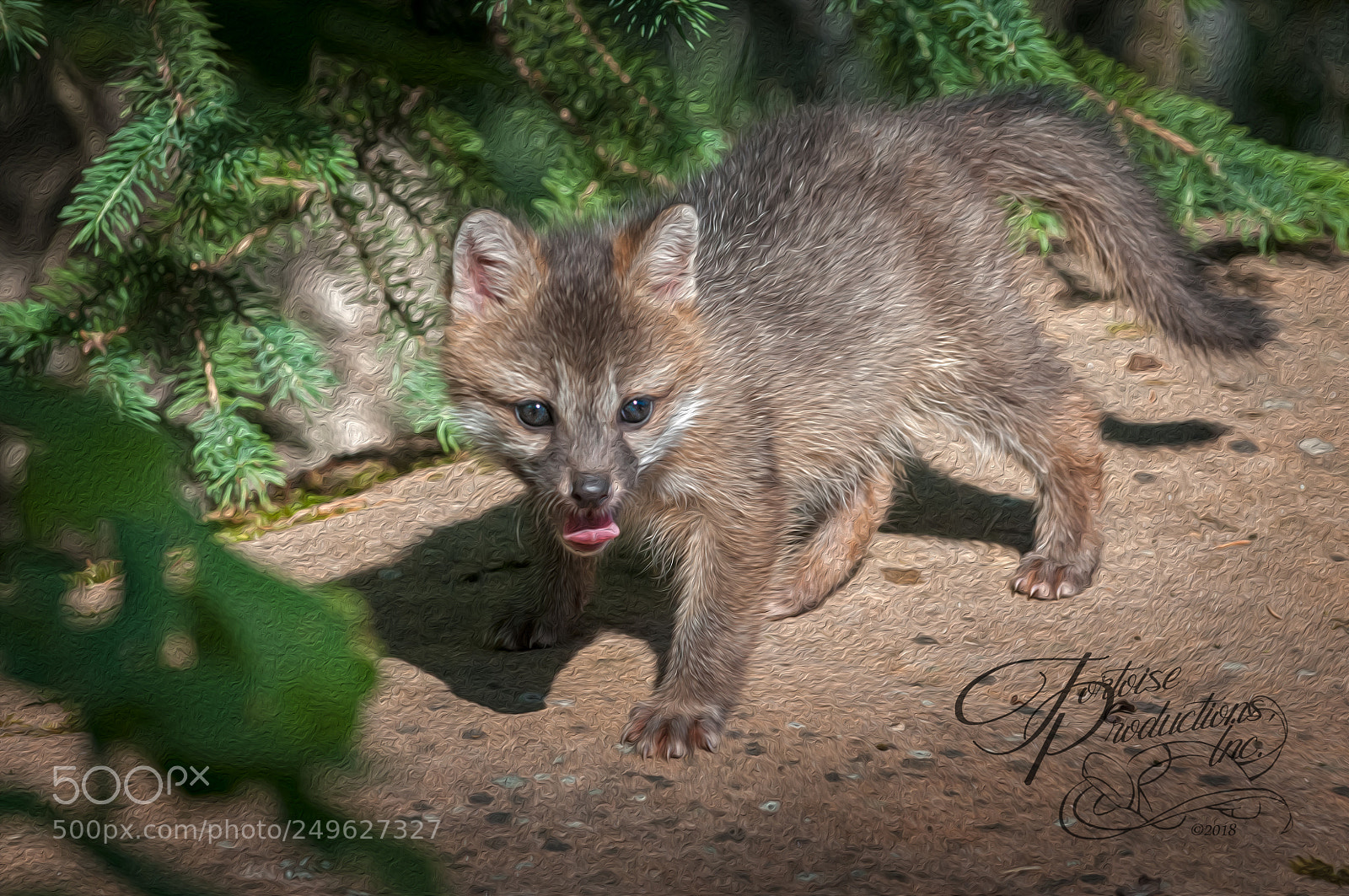 Nikon D300 sample photo. "the ferocious fox" photography