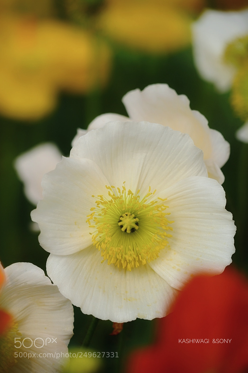 Sony a7 II sample photo. Poppy season at the photography