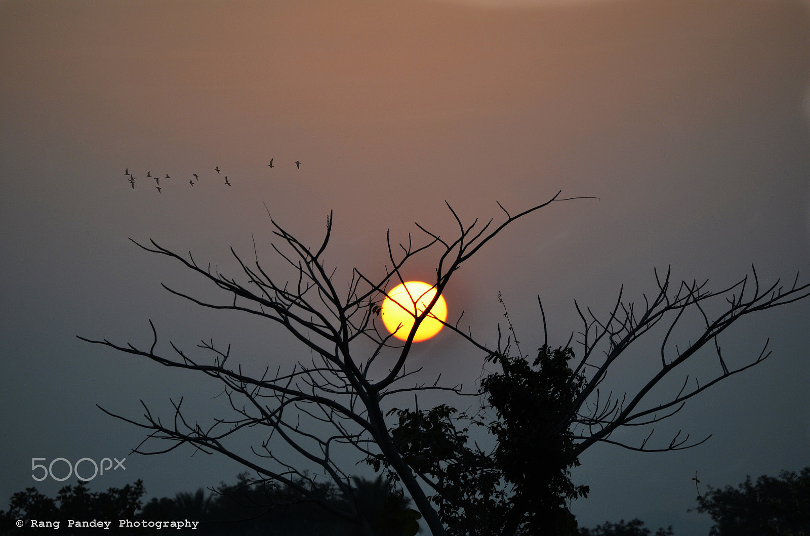 Nikon D5100 sample photo. Sun behind tree photography