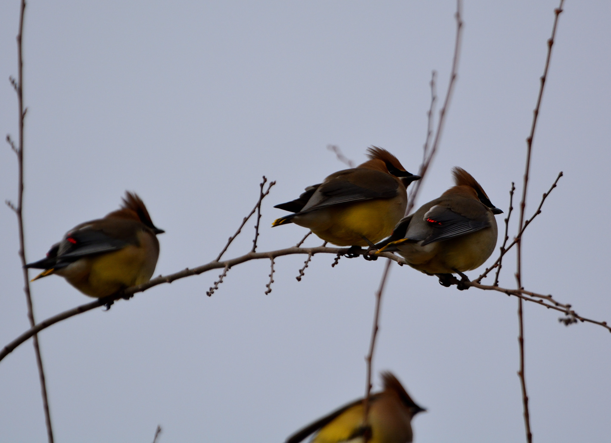Nikon D5200 sample photo. Windy waxwings photography