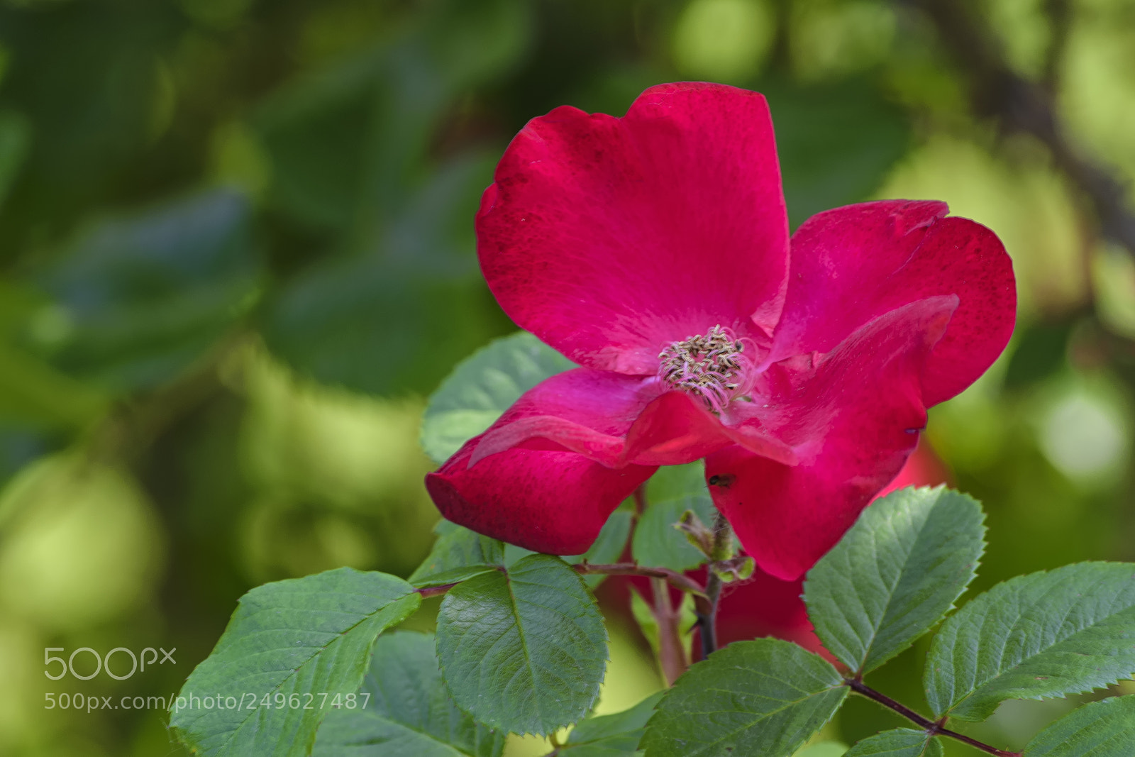 Nikon D610 sample photo. Bright red rose petals photography