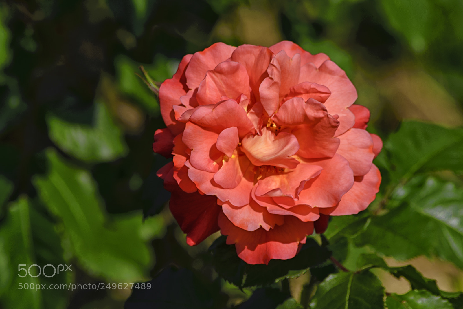 Nikon D610 sample photo. Big pink rose flower photography