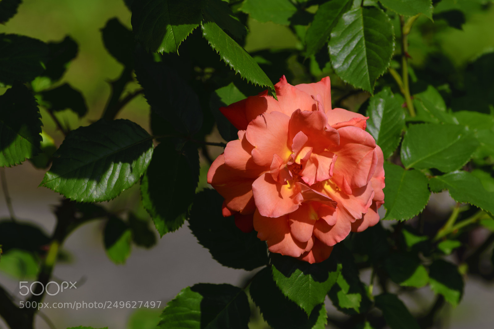 Nikon D610 sample photo. A sunny day pink photography