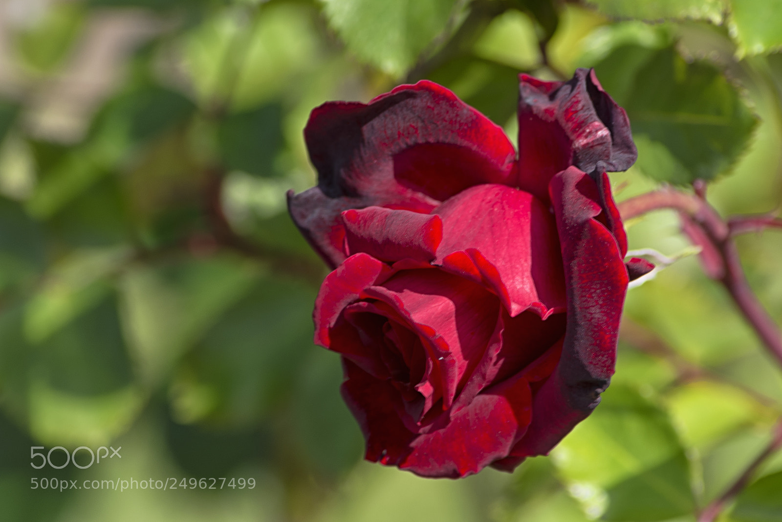 Nikon D610 sample photo. Burgundy bud of a photography