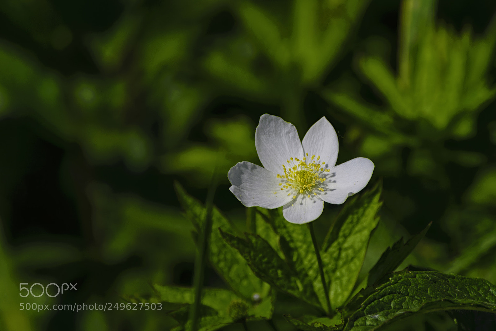 Nikon D610 sample photo. In a white flower photography