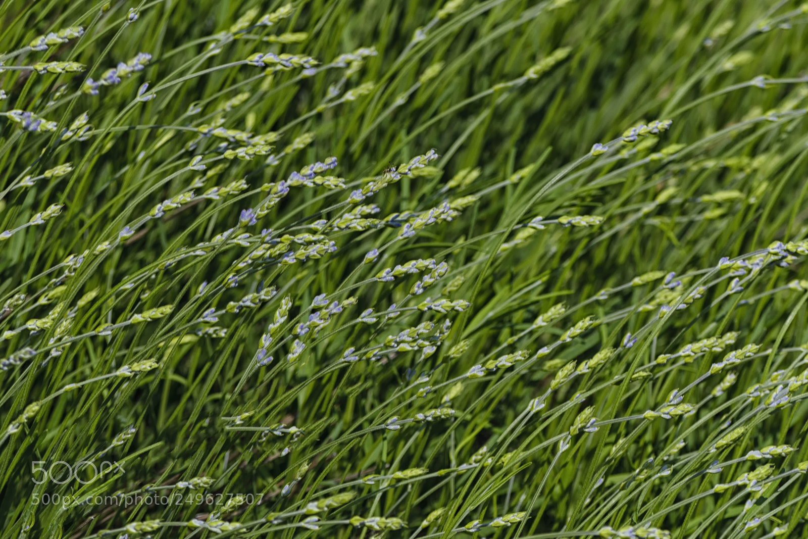 Nikon D610 sample photo. Many thin lavender branches photography