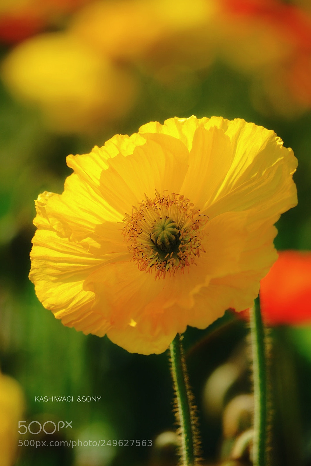Sony a7 II sample photo. Poppy season at the photography