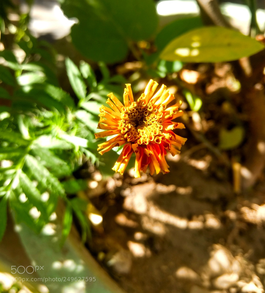 Motorola Moto G (4) sample photo. Blooms photography