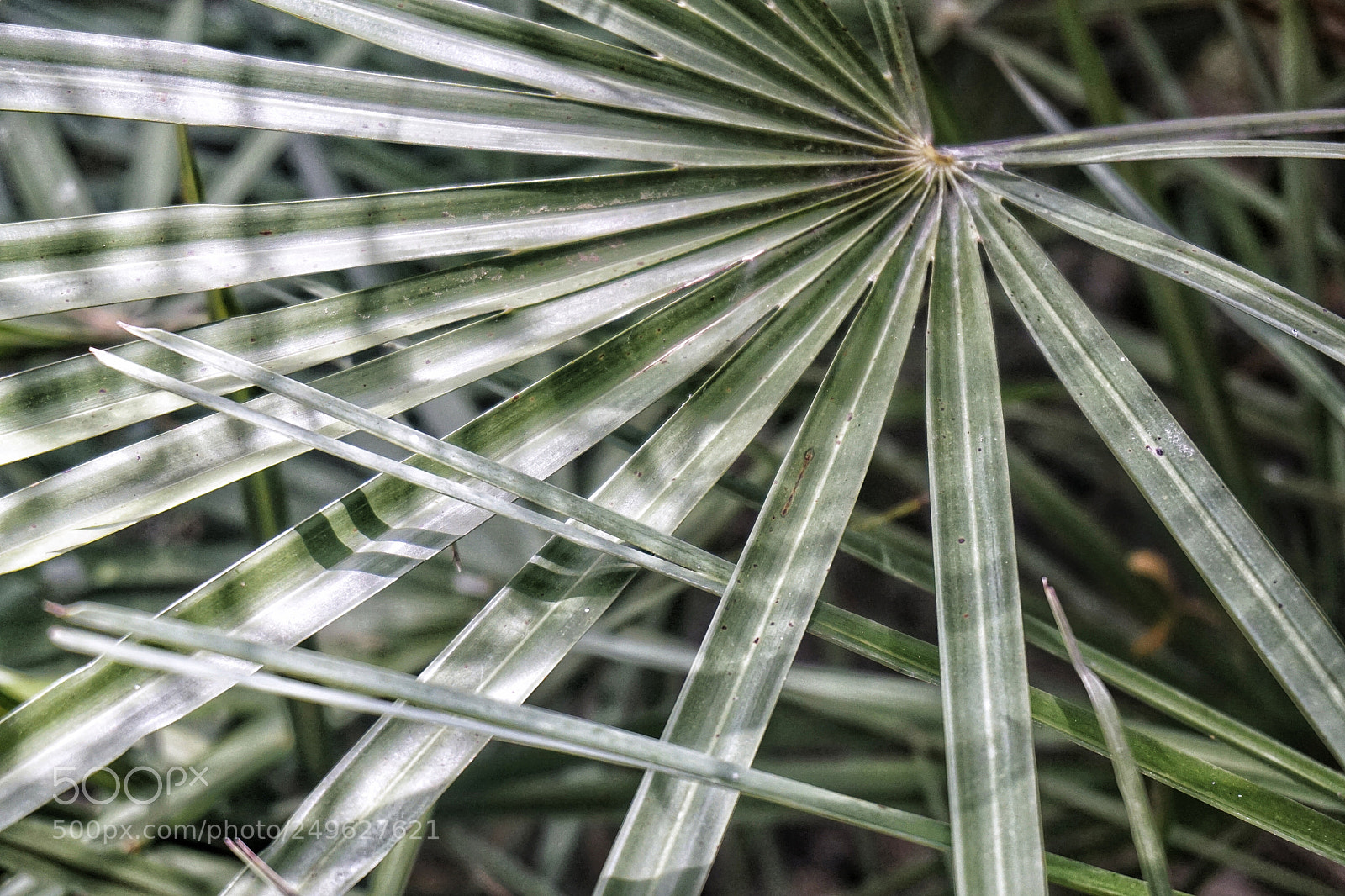 Sony a5100 sample photo. Leaf photography