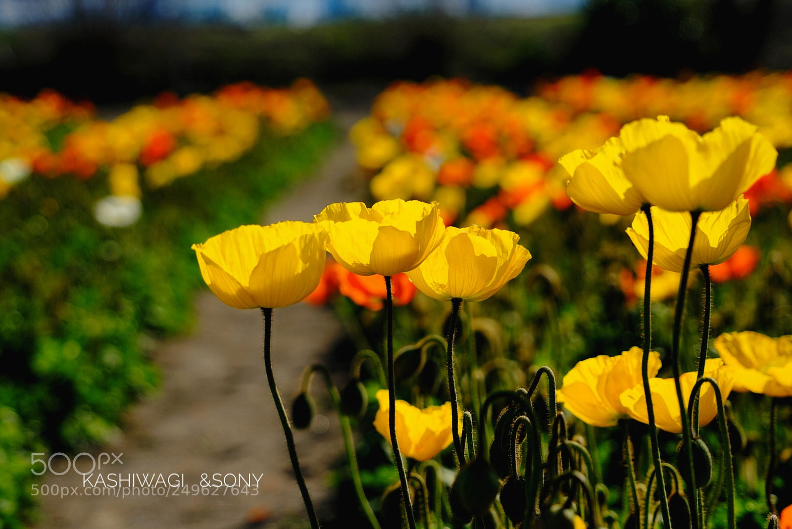 Sony a7 II sample photo. Poppy season at the photography