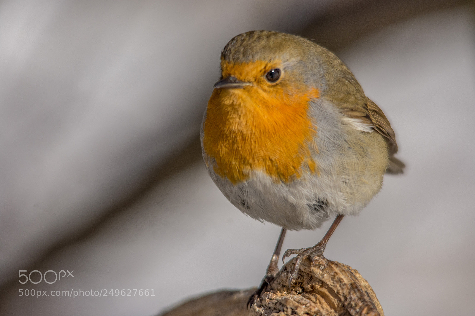 Nikon D7200 sample photo. Robin photography