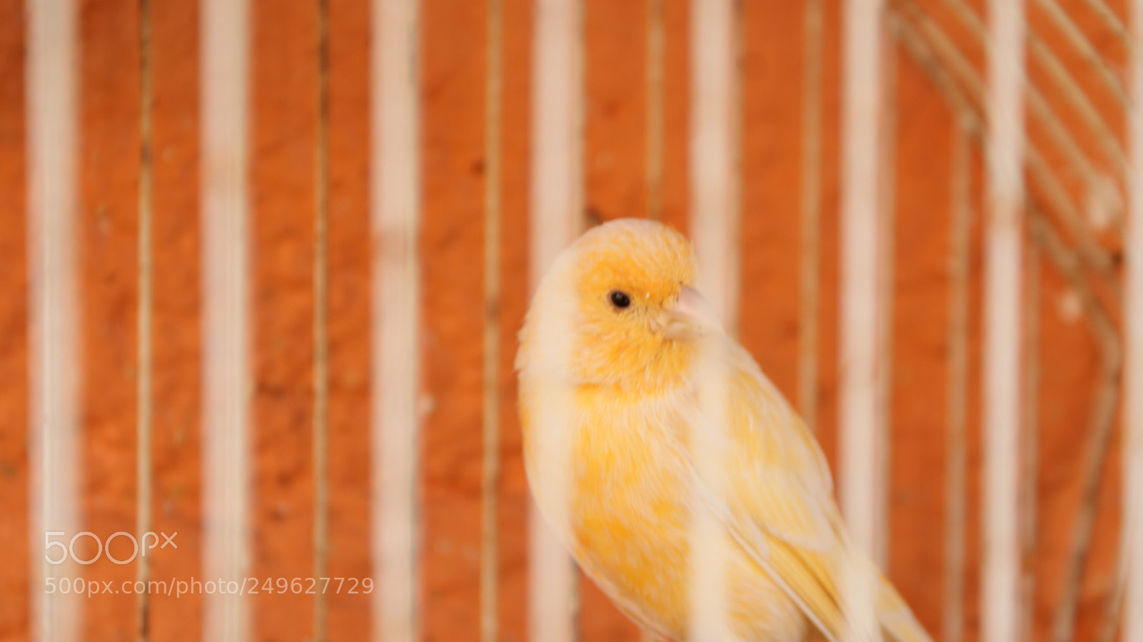 Sony DT 18-70mm F3.5-5.6 sample photo. Flyhome photography