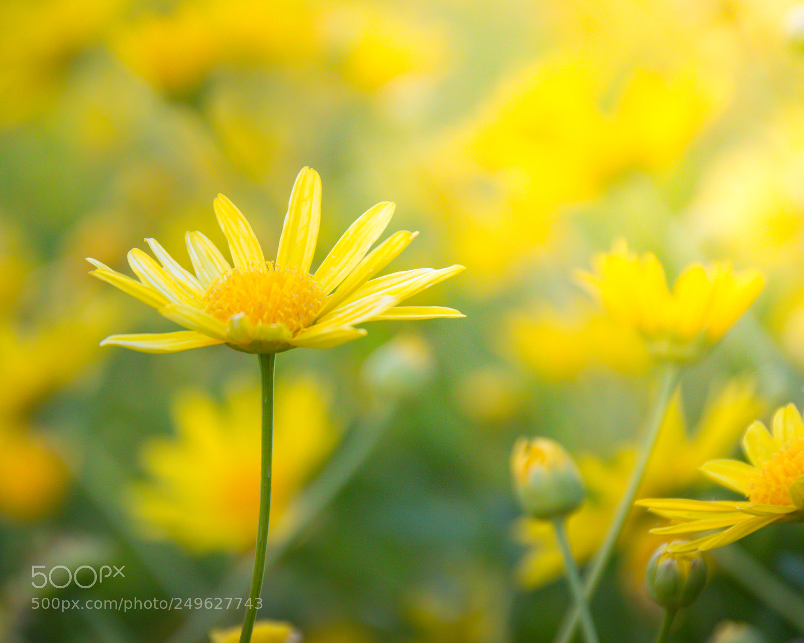 Nikon D5200 sample photo. Fleurs jaunes photography