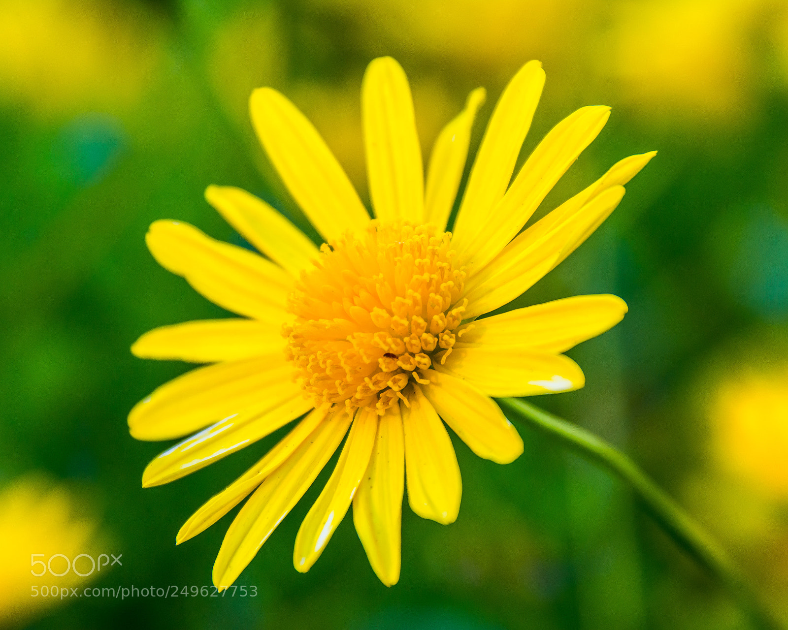 Nikon D5200 sample photo. Fleur jaune photography