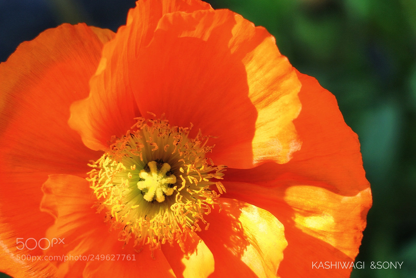 Sony a7 II sample photo. Poppy season at the photography