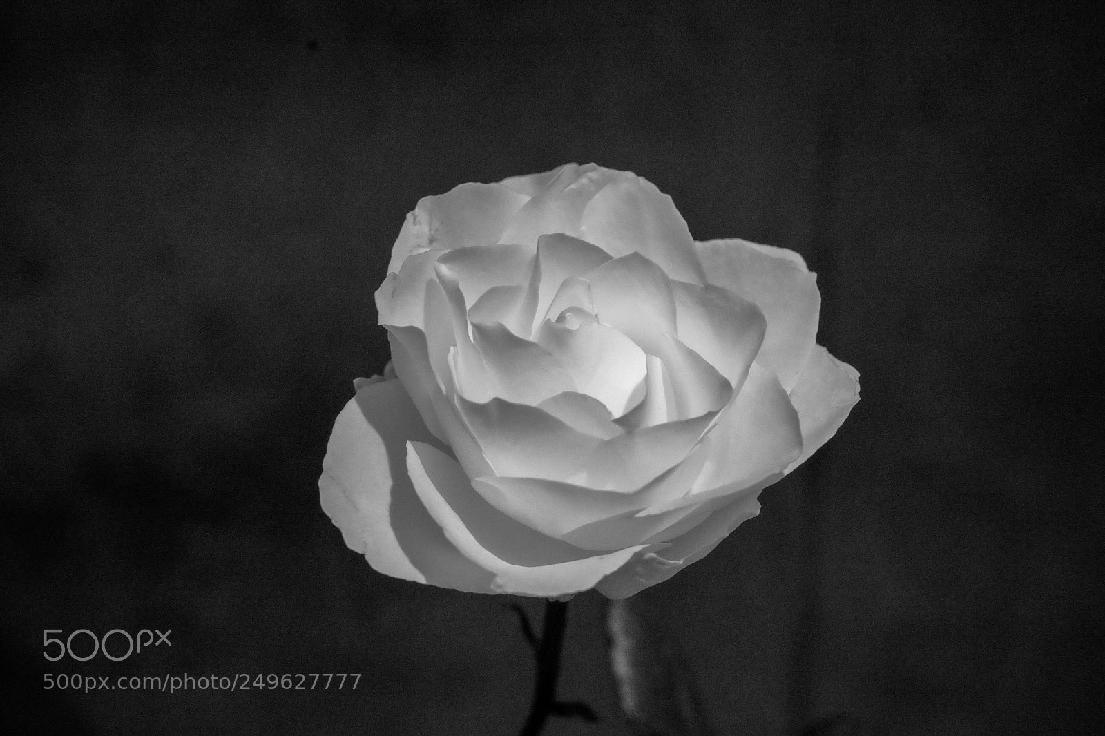 Fujifilm X-T1 sample photo. A rose is a photography