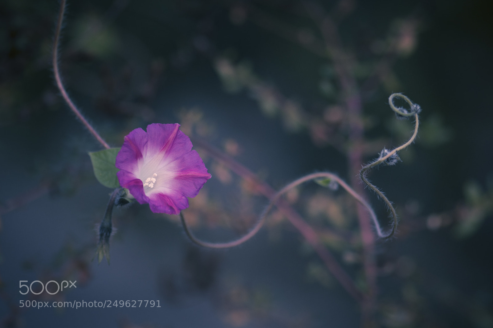 Nikon D5500 sample photo. Volubilis photography